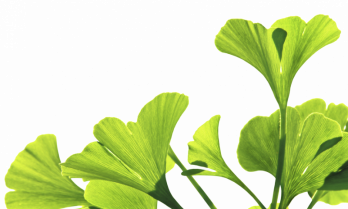 Hojas gingko v1 22563