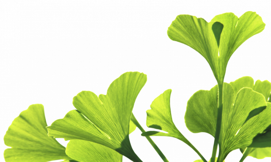 Hojas gingko v1 22563