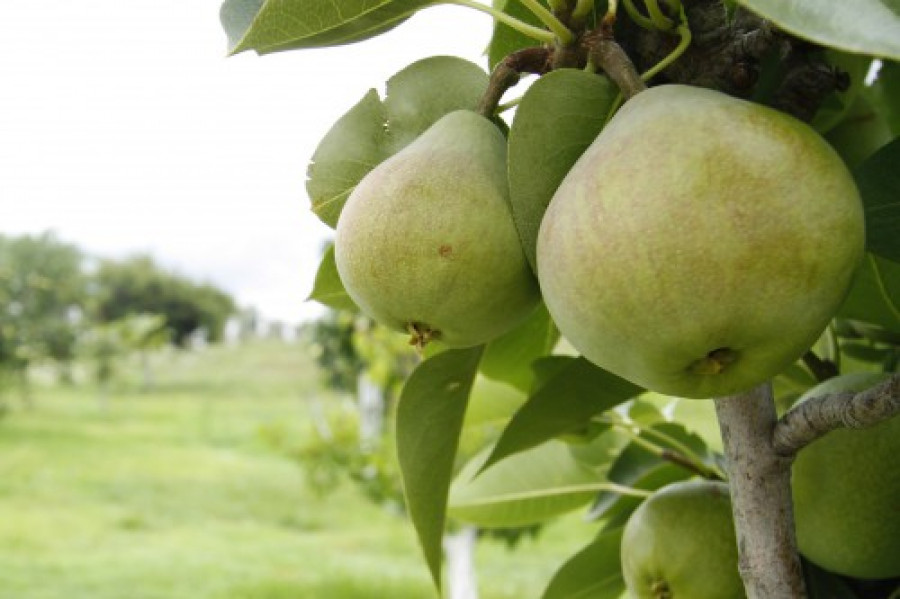 Agricultura sostenible 15912